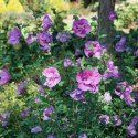 Krzew Hibiskus Ogrodowy Lavender Chiffon Dwukolorowe Kwiaty Doniczka 2L