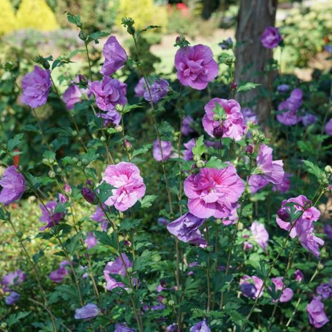 Krzew Hibiskus Ogrodowy Lavender Chiffon Dwukolorowe Kwiaty Doniczka 2L Krzew Hibiskus Ogrodowy Lavender Chiffon Dwukolorowe Kwiaty Doniczka 2L