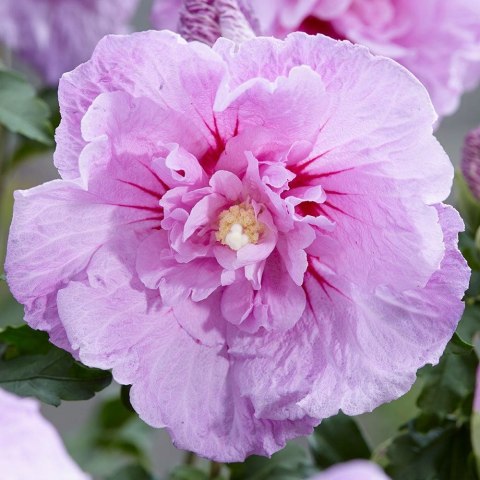 Krzew Hibiskus Ogrodowy Lavender Chiffon Dwukolorowe Kwiaty Doniczka 2L Krzew Hibiskus Ogrodowy Lavender Chiffon Dwukolorowe Kwiaty Doniczka 2L