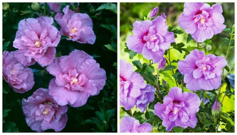 Krzew Hibiskus Ogrodowy Lavender Chiffon Dwukolorowe Kwiaty Doniczka 2L Krzew Hibiskus Ogrodowy Lavender Chiffon Dwukolorowe Kwiaty Doniczka 2L