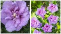 Krzew Hibiskus Ogrodowy Lavender Chiffon Dwukolorowe Kwiaty Doniczka 2L