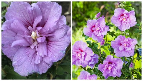 Krzew Hibiskus Ogrodowy Lavender Chiffon Dwukolorowe Kwiaty Doniczka 2L Krzew Hibiskus Ogrodowy Lavender Chiffon Dwukolorowe Kwiaty Doniczka 2L