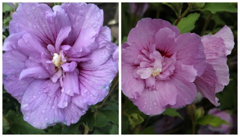 Krzew Hibiskus Ogrodowy Lavender Chiffon Dwukolorowe Kwiaty Doniczka 2L Krzew Hibiskus Ogrodowy Lavender Chiffon Dwukolorowe Kwiaty Doniczka 2L