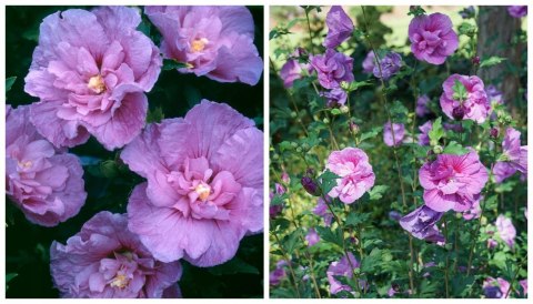 Krzew Hibiskus Ogrodowy Lavender Chiffon Dwukolorowe Kwiaty Doniczka 2L Krzew Hibiskus Ogrodowy Lavender Chiffon Dwukolorowe Kwiaty Doniczka 2L