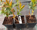 Azalia wielkokwiatowa Parkfeuer doniczka 0,5L