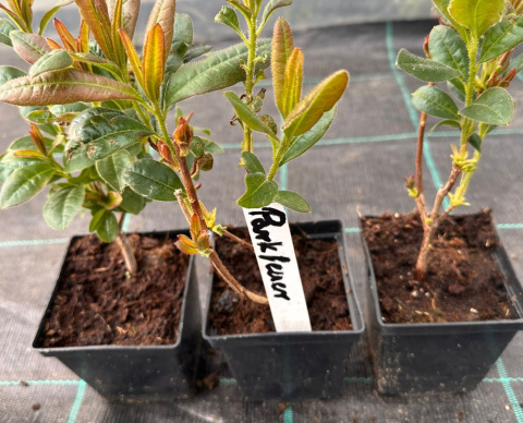 Azalia wielkokwiatowa Parkfeuer doniczka 0,5L Azalia wielkokwiatowa Parkfeuer doniczka 0,5L