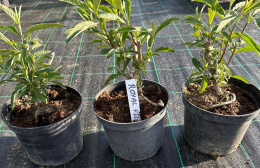 Budleja dawida Royal Red doniczka 2L