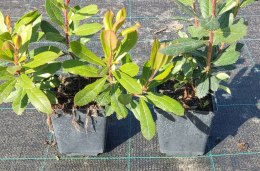 Chruścina Jagodna Arbutus unedo DRZEWKO TRUSKAWKOWE Wyjątkowe Owoce doniczka 0,5L