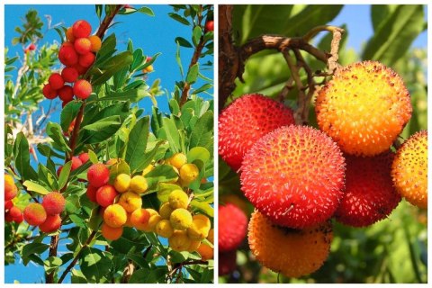 Chruścina Jagodna Arbutus unedo DRZEWKO TRUSKAWKOWE Wyjątkowe Owoce doniczka 0,5L Chruścina Jagodna Arbutus unedo DRZEWKO TRUSKAWKOWE Wyjątkowe Owoce doniczka 0,5L