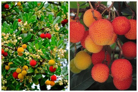 Chruścina Jagodna Arbutus unedo DRZEWKO TRUSKAWKOWE Wyjątkowe Owoce doniczka 0,5L Chruścina Jagodna Arbutus unedo DRZEWKO TRUSKAWKOWE Wyjątkowe Owoce doniczka 0,5L