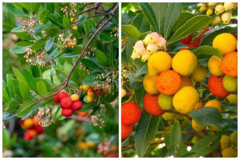 Chruścina Jagodna Arbutus unedo DRZEWKO TRUSKAWKOWE Wyjątkowe Owoce doniczka 0,5L Chruścina Jagodna Arbutus unedo DRZEWKO TRUSKAWKOWE Wyjątkowe Owoce doniczka 0,5L