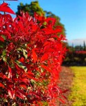 Głogownik Frasera Red Robin Photinia Zimozielony Czerwone Liście P9 Doniczka 0,5L Głogownik Frasera Red Robin Photinia Zimozielony Czerwone Liście P9 Doniczka 0,5L