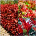 Głogownik Frasera Red Robin Photinia Zimozielony Czerwone Liście P9 Doniczka 0,5L Głogownik Frasera Red Robin Photinia Zimozielony Czerwone Liście P9 Doniczka 0,5L