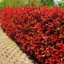 Głogownik Frasera Red Robin Photinia Zimozielony Czerwone Liście P9 Doniczka 0,5L Głogownik Frasera Red Robin Photinia Zimozielony Czerwone Liście P9 Doniczka 0,5L