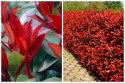 Głogownik Frasera Red Robin Photinia Zimozielony Czerwone Liście P9 Doniczka 0,5L Głogownik Frasera Red Robin Photinia Zimozielony Czerwone Liście P9 Doniczka 0,5L