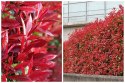 Głogownik Frasera Red Robin Photinia Zimozielony Czerwone Liście P9 Doniczka 0,5L Głogownik Frasera Red Robin Photinia Zimozielony Czerwone Liście P9 Doniczka 0,5L