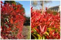Głogownik Frasera Red Robin Photinia Zimozielony Czerwone Liście P9 Doniczka 0,5L Głogownik Frasera Red Robin Photinia Zimozielony Czerwone Liście P9 Doniczka 0,5L
