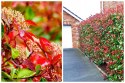 Głogownik Frasera Red Robin Photinia Zimozielony Czerwone Liście P9 Doniczka 0,5L Głogownik Frasera Red Robin Photinia Zimozielony Czerwone Liście P9 Doniczka 0,5L
