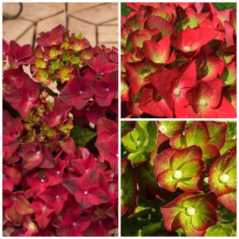 Hortensja Ogrodowa Green Shadow Idealna do Donicy na Taras doniczka 1L Hortensja Ogrodowa Green Shadow Idealna do Donicy na Taras doniczka 1L