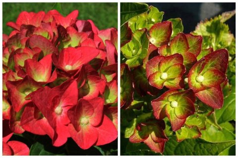 Hortensja Ogrodowa Green Shadow Idealna do Donicy na Taras doniczka 1L Hortensja Ogrodowa Green Shadow Idealna do Donicy na Taras doniczka 1L