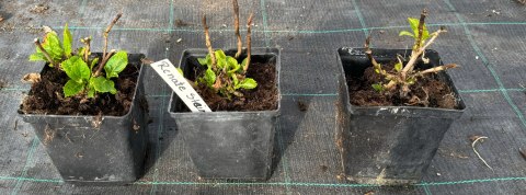 Hortensja Ogrodowa Renate Steiniger Wyjątkowa Barwa Kwiatów Sadzonki doniczka 1L Hortensja Ogrodowa Renate Steiniger Wyjątkowa Barwa Kwiatów Sadzonki doniczka 1L