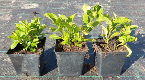 Hortensja Ogrodowa Renate Steiniger Wyjątkowa Barwa Kwiatów Sadzonki doniczka 1L Hortensja Ogrodowa Renate Steiniger Wyjątkowa Barwa Kwiatów Sadzonki doniczka 1L
