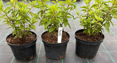 Hortensja bukietowa Bobo doniczka 3L Hortensja bukietowa Bobo doniczka 3L