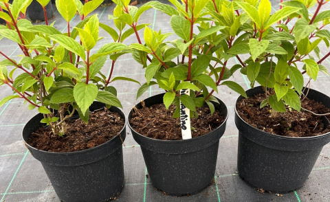 Hortensja bukietowa Diamantino doniczka 3L Hortensja bukietowa Diamantino doniczka 3L