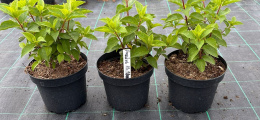 Hortensja bukietowa Fraise Melba doniczka 3L