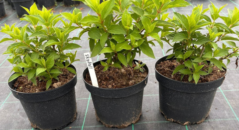 Hortensja bukietowa Skyfall doniczka 3L Hortensja bukietowa Skyfall doniczka 3L