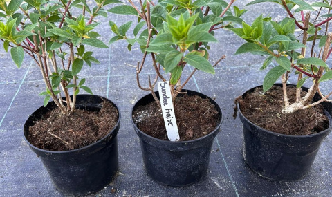 Hortensja bukietowa Sundae Fraise doniczka 3L Hortensja bukietowa Sundae Fraise doniczka 3L