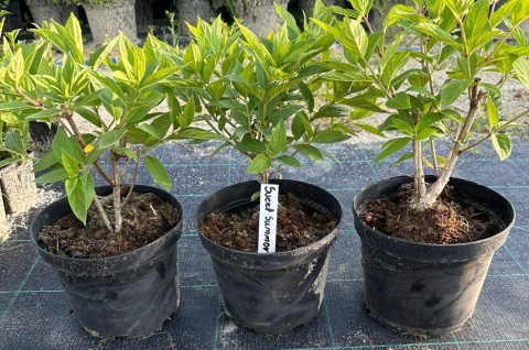 Hortensja bukietowa Sweet Summer Zmieniająca doniczka 3L Hortensja bukietowa Sweet Summer Zmieniająca doniczka 3L