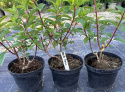 Hortensja bukietowa Vanille Fraise doniczka 3L