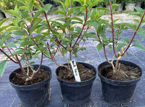 Hortensja bukietowa Vanille Fraise doniczka 3L Hortensja bukietowa Vanille Fraise doniczka 3L