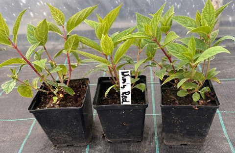 Hortensja bukietowa Wim's Red doniczka 1L Hortensja bukietowa Wim's Red doniczka 1L