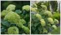 Hortensja drzewiasta Lime Rickey Limonkowa Annabelledoniczka 1 L