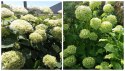 Hortensja drzewiasta Lime Rickey Limonkowa Annabelledoniczka 1 L