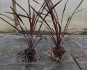 Kordylina Australijska Burgundy Spire Liście Jak Palma doniczka 0,5L