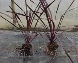 Kordylina Australijska Burgundy Spire Liście Jak Palma doniczka 0,5L