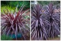 Kordylina Australijska Burgundy Spire Liście Jak Palma doniczka 0,5L