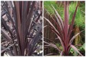 Kordylina Australijska Burgundy Spire Liście Jak Palma doniczka 0,5L