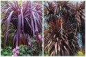 Kordylina Australijska Burgundy Spire Liście Jak Palma doniczka 0,5L