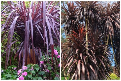 Kordylina Australijska Burgundy Spire Liście Jak Palma doniczka 0,5L Kordylina Australijska Burgundy Spire Liście Jak Palma doniczka 0,5L