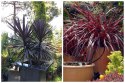 Kordylina Australijska Burgundy Spire Liście Jak Palma doniczka 0,5L