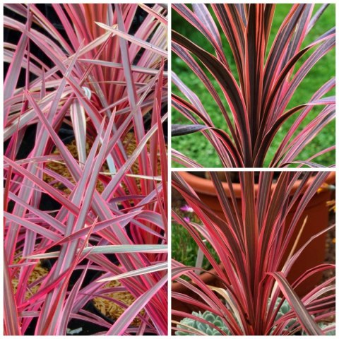 Kordylina Australijska Southern Splendour Liście Jak Dracena doniczka 0,5L Kordylina Australijska Southern Splendour Liście Jak Dracena doniczka 0,5L
