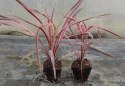 Kordylina Australijska Southern Splendour Liście Jak Dracena doniczka 0,5L