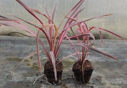 Kordylina Australijska Southern Splendour Liście Jak Dracena doniczka 0,5L