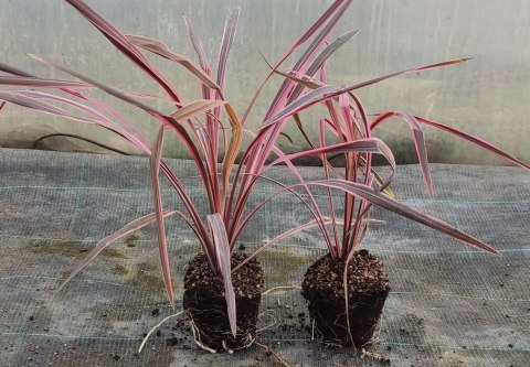 Kordylina Australijska Southern Splendour Liście Jak Dracena doniczka 0,5L Kordylina Australijska Southern Splendour Liście Jak Dracena doniczka 0,5L