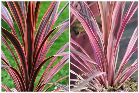 Kordylina Australijska Southern Splendour Liście Jak Dracena doniczka 0,5L Kordylina Australijska Southern Splendour Liście Jak Dracena doniczka 0,5L