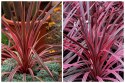 Kordylina Australijska Southern Splendour Liście Jak Dracena doniczka 0,5L
